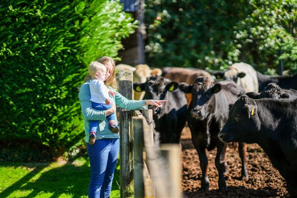 meet the friendly animals